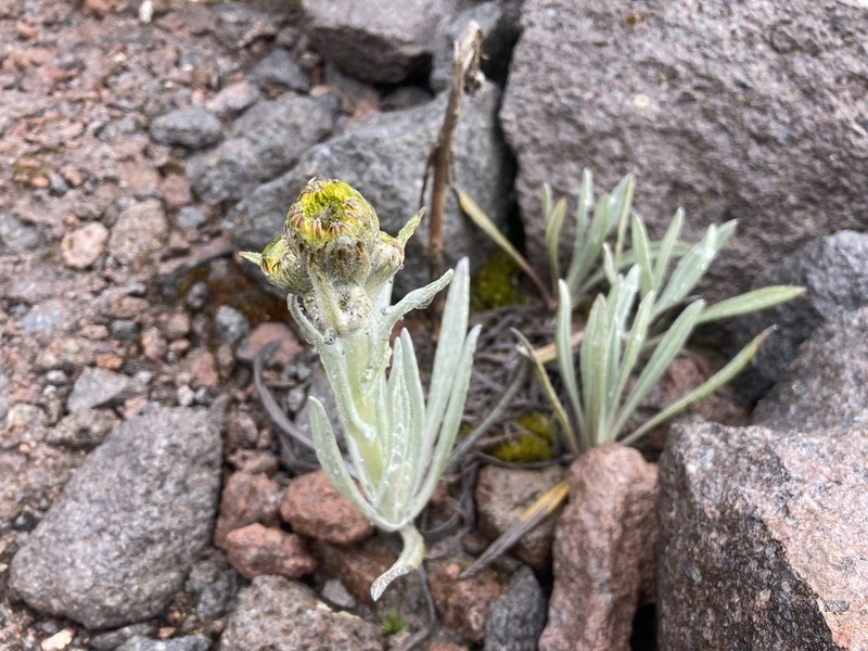 Senecio latiflorus photo 3