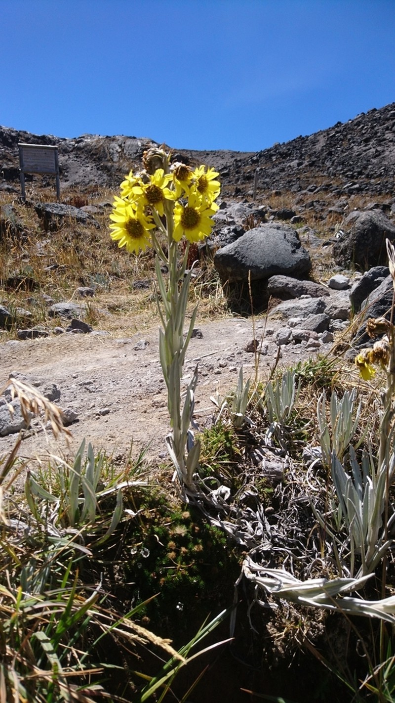 Senecio latiflorus photo 5