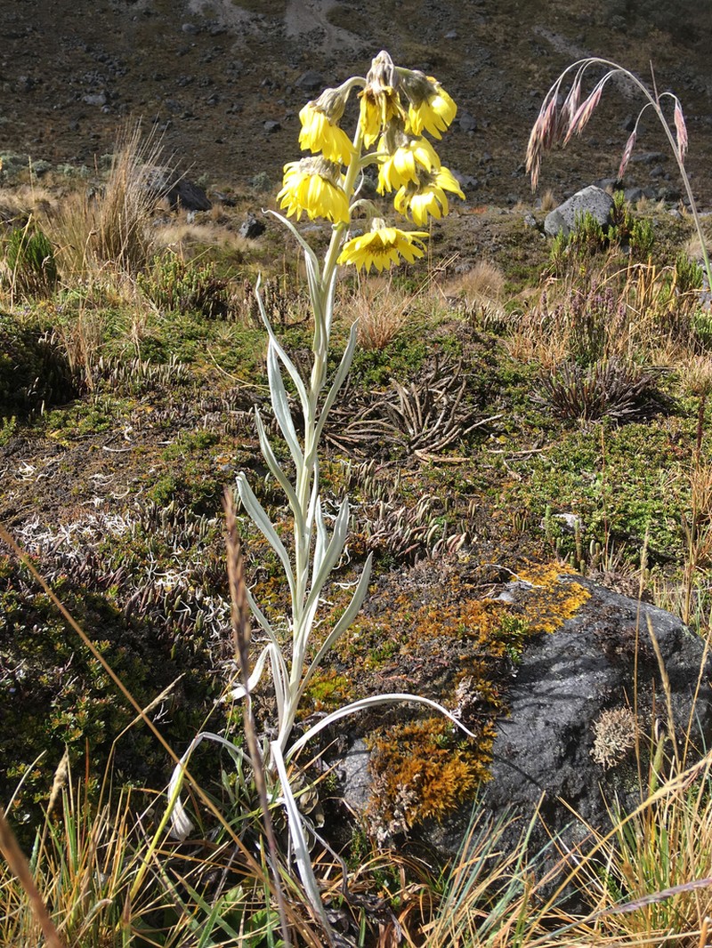 Senecio latiflorus photo 6