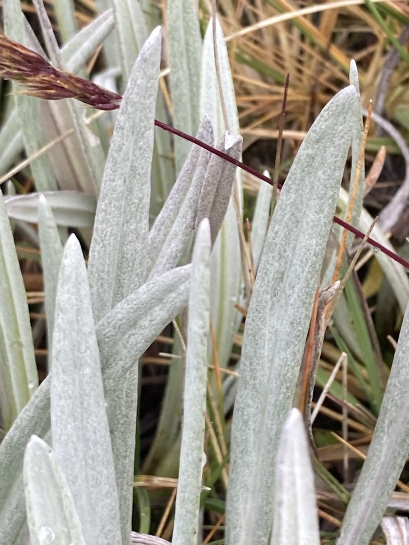 Senecio latiflorus photo 7