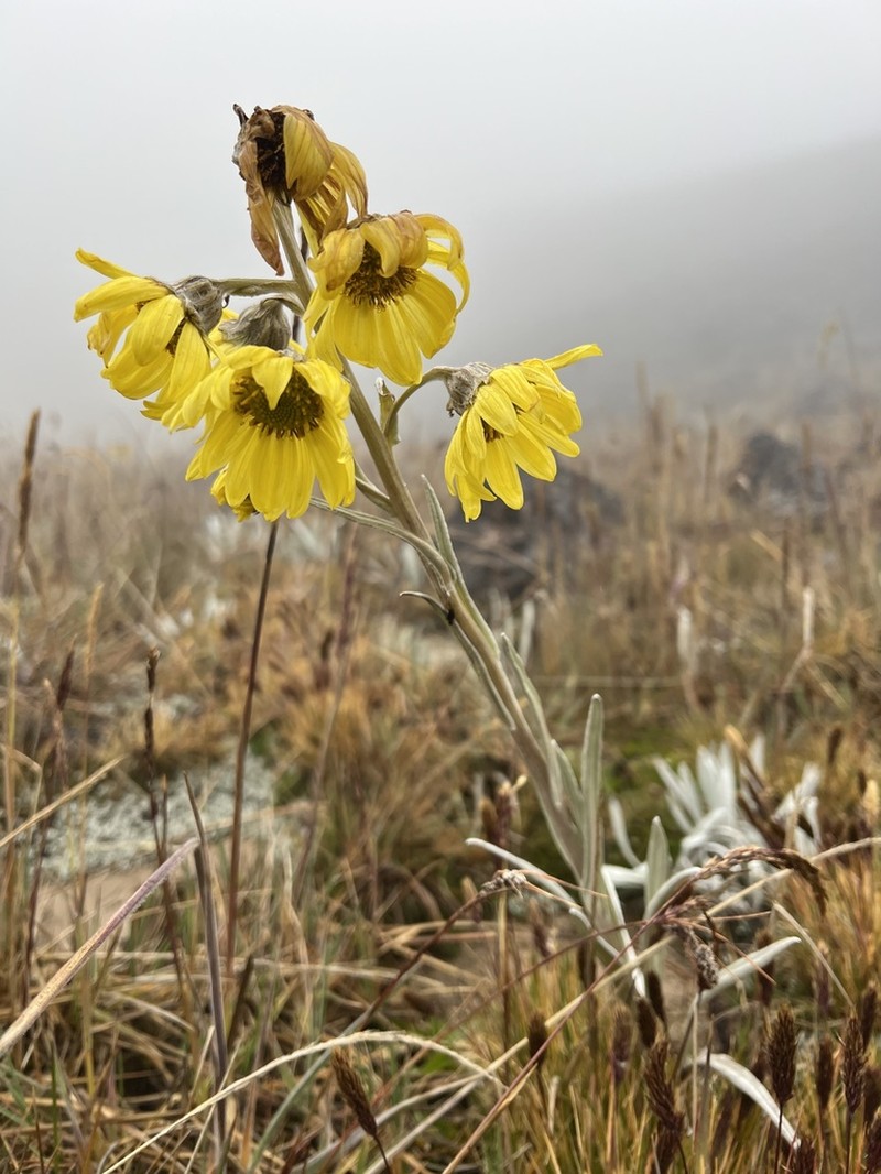 Senecio latiflorus photo 8