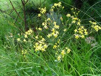 Senecio latifolius