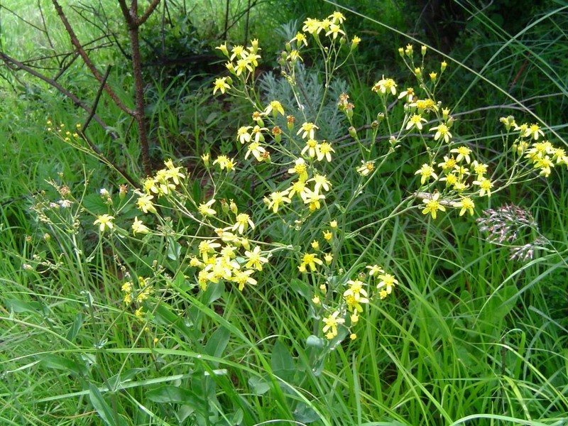 Senecio latifolius