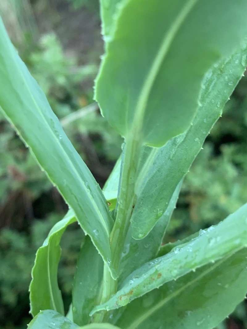 Senecio latifolius photo 2