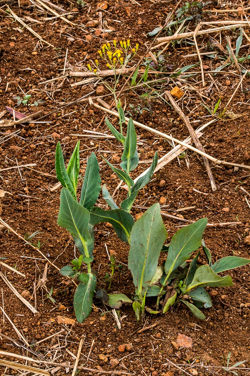 Senecio latifolius photo 3
