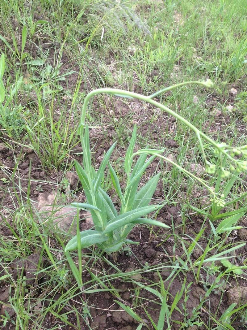 Senecio latifolius photo 4