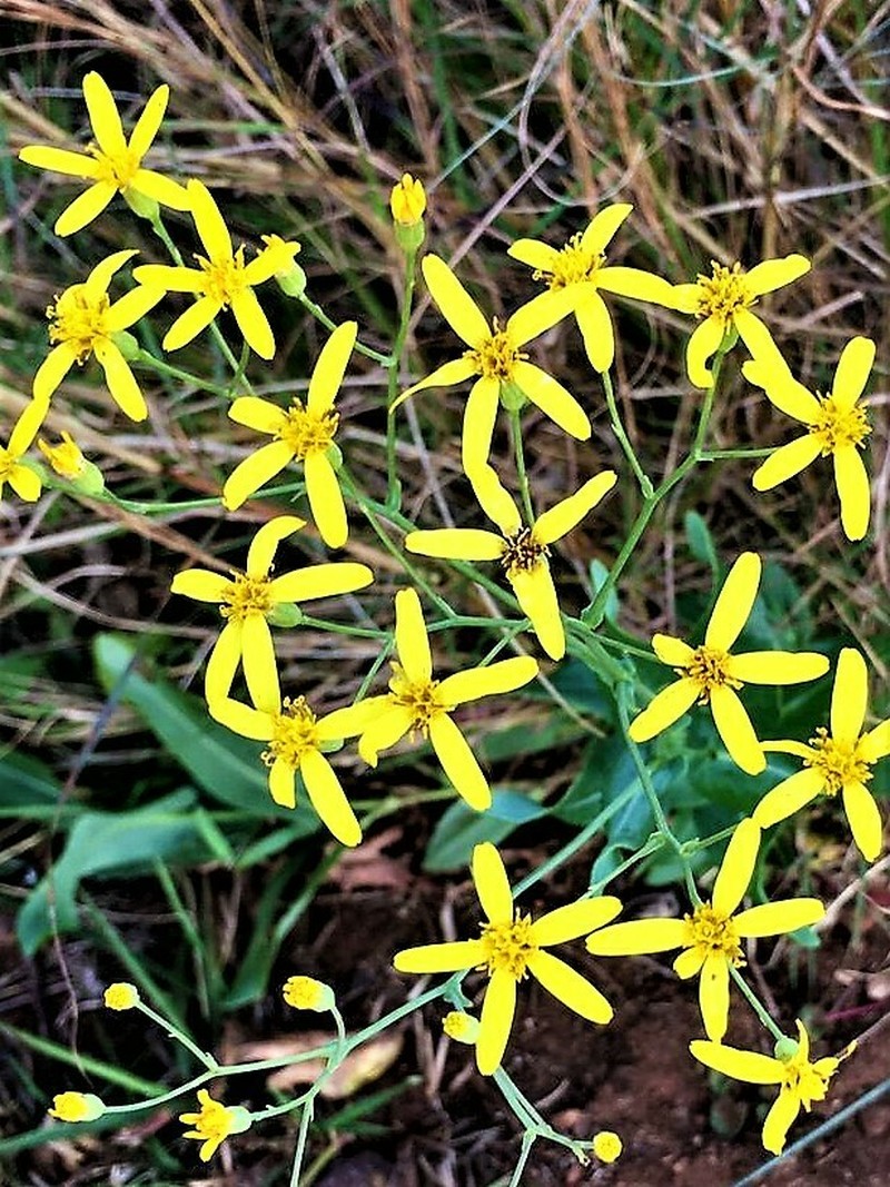 Senecio latifolius photo 6