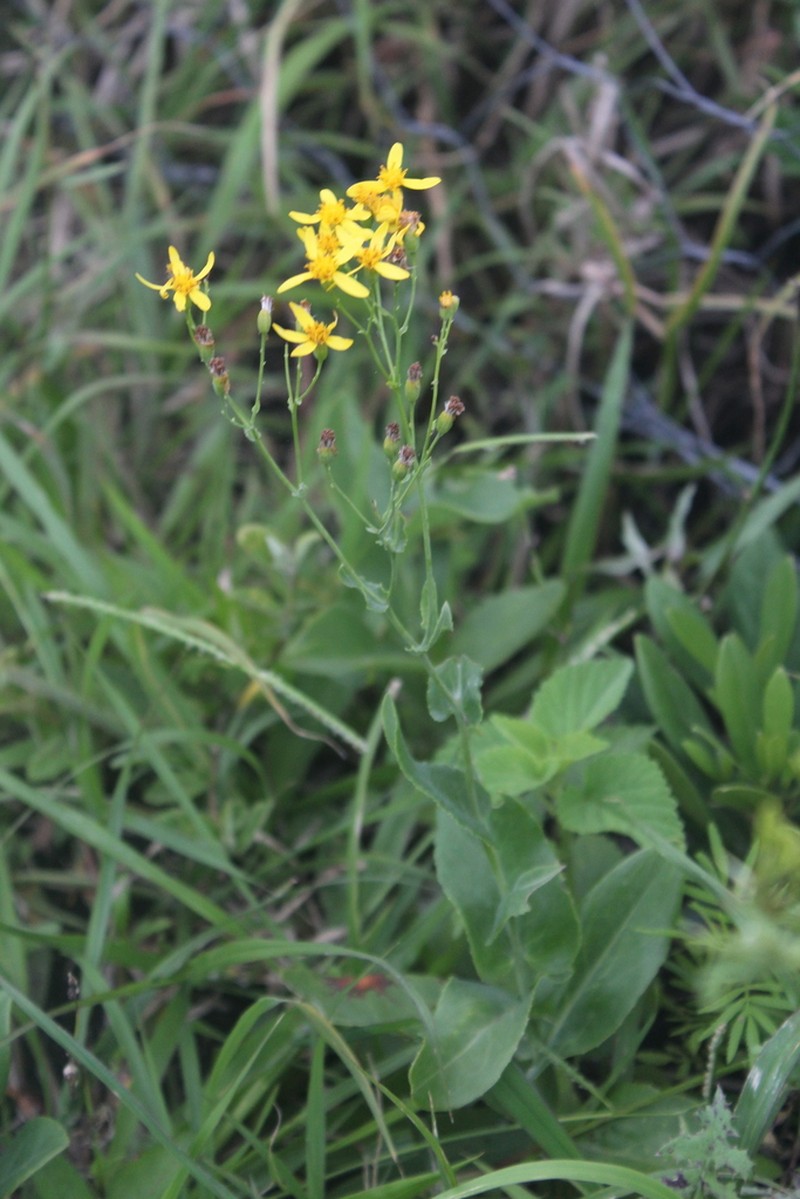 Senecio latifolius photo 8