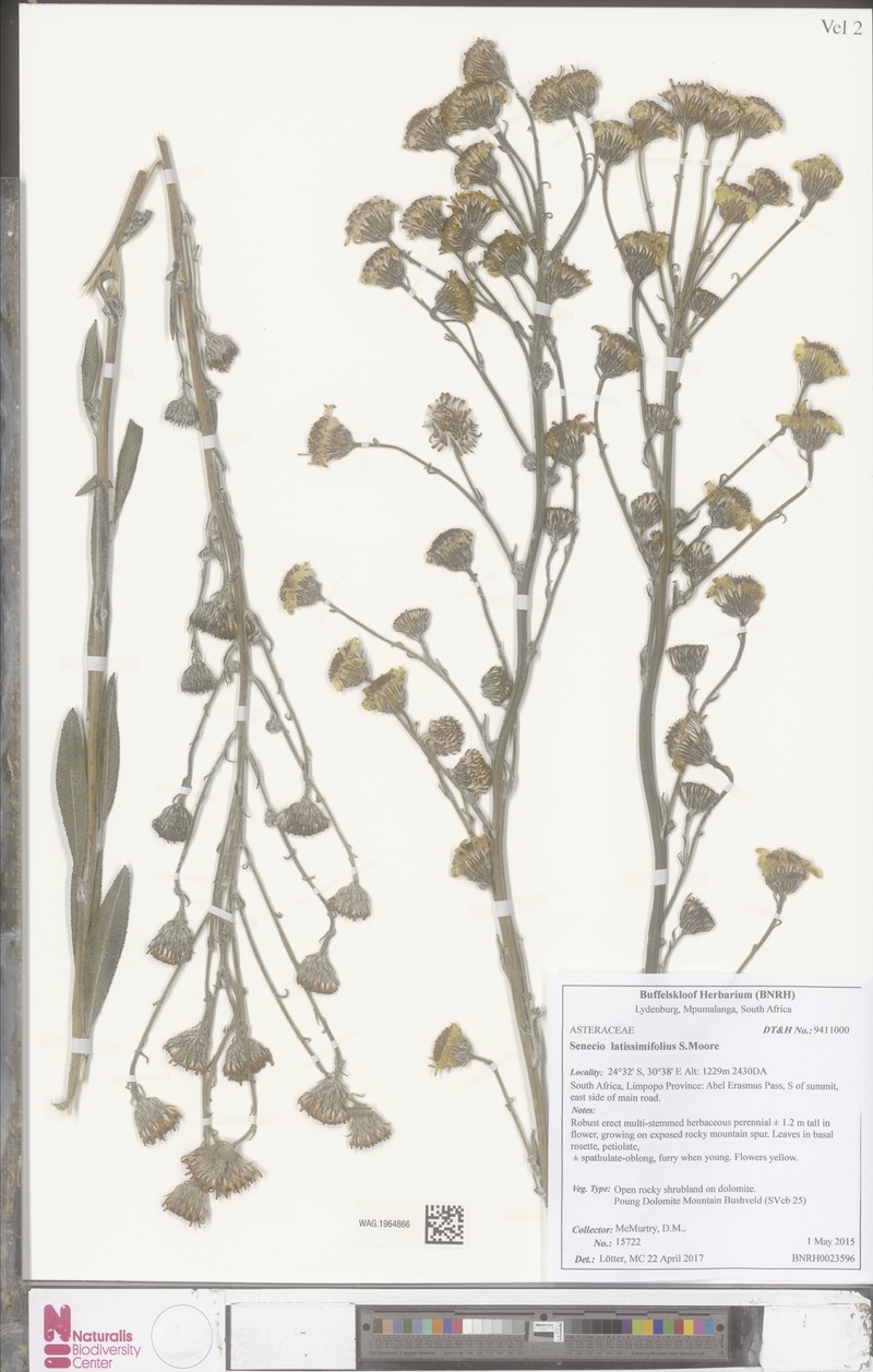 Senecio latissimifolius