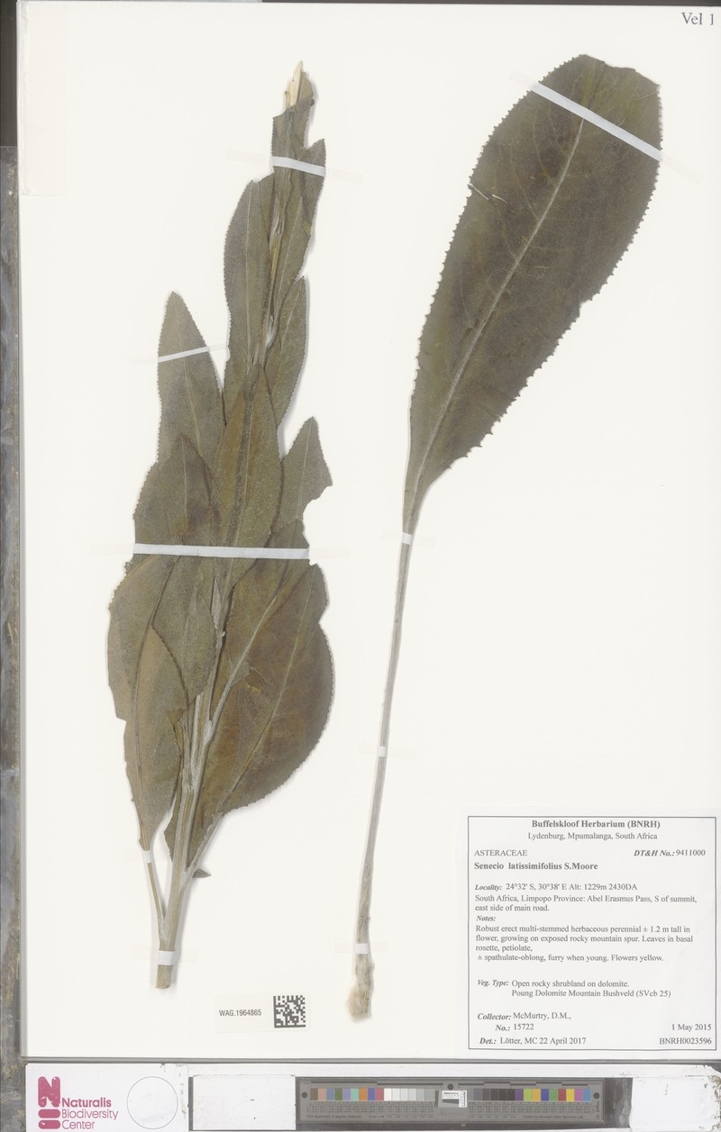 Senecio latissimifolius photo 2