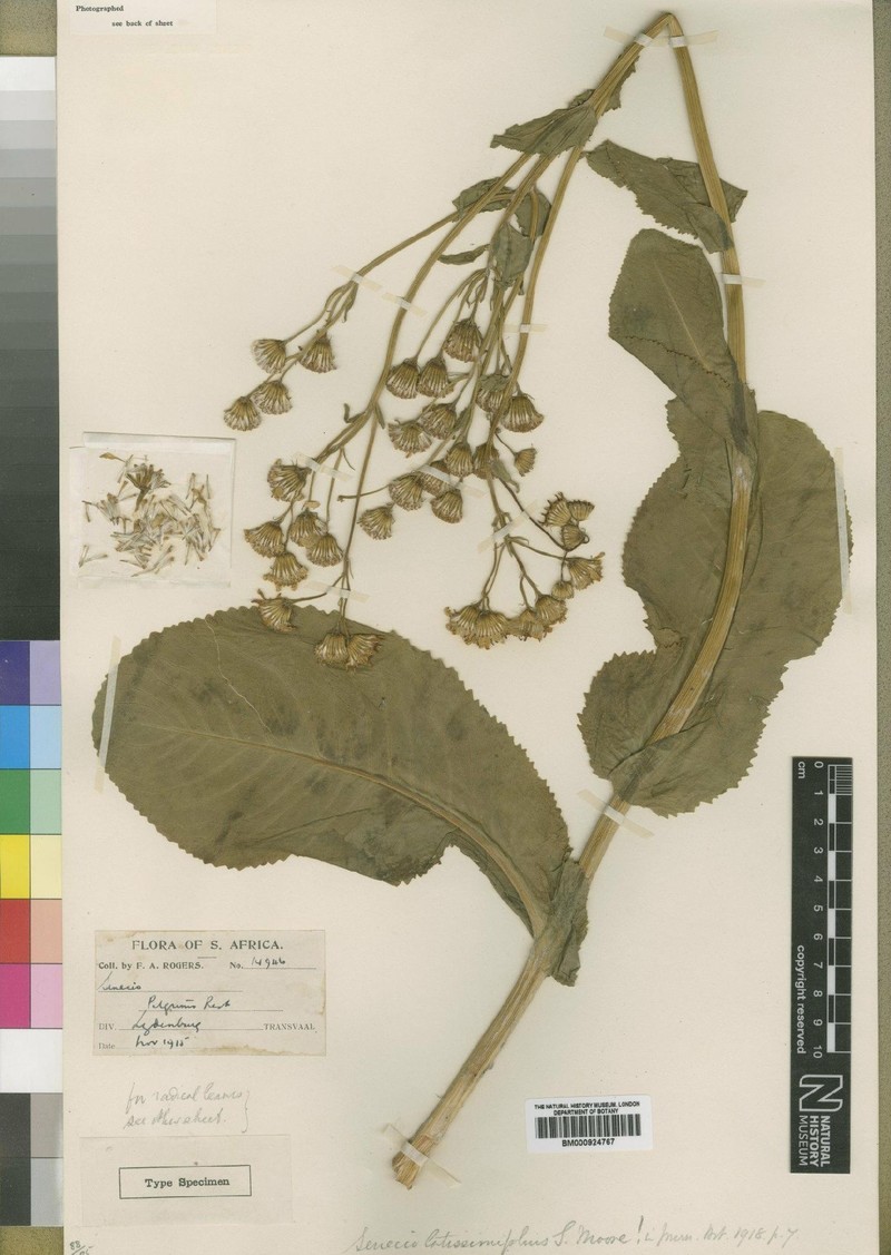 Senecio latissimifolius photo 3
