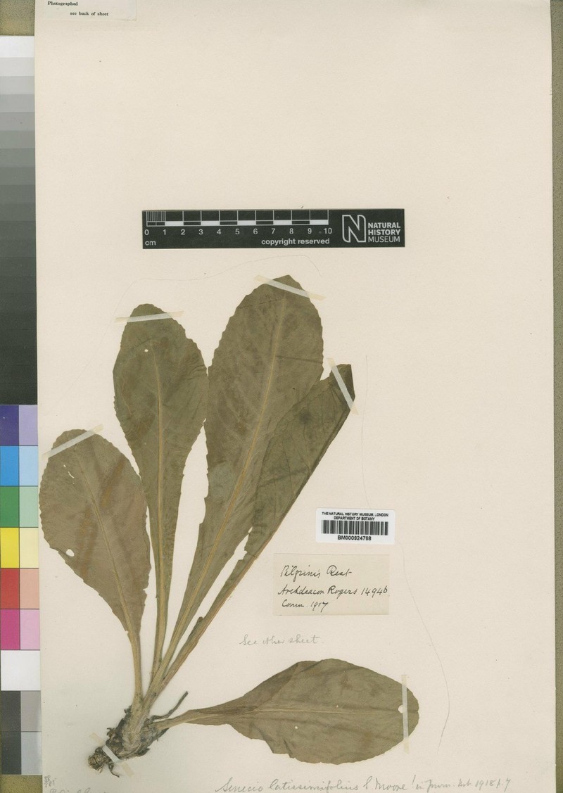 Senecio latissimifolius photo 4