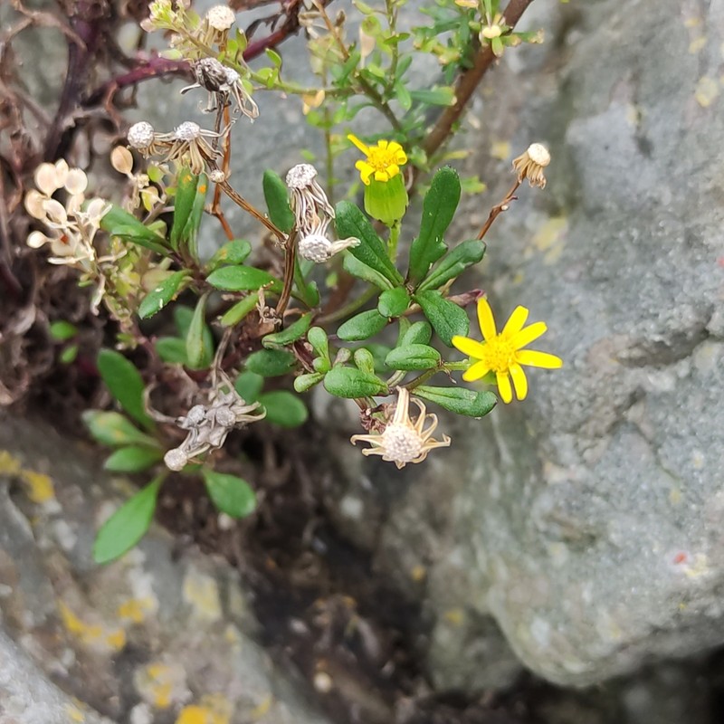 Senecio lautus photo 2