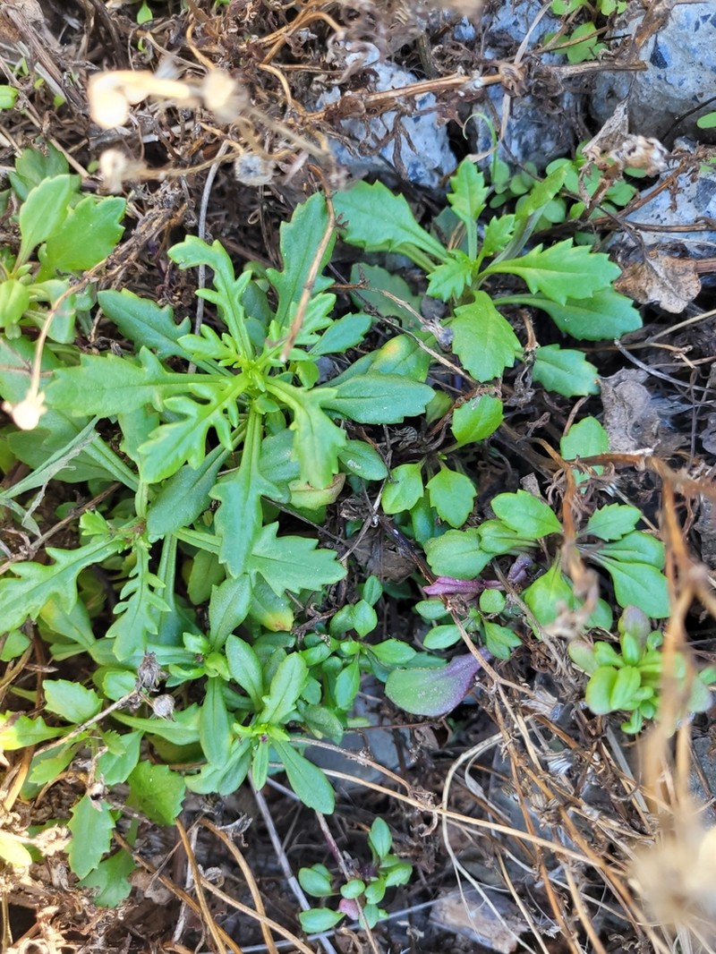 Senecio lautus photo 3