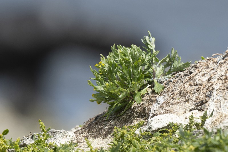 Senecio lautus photo 4