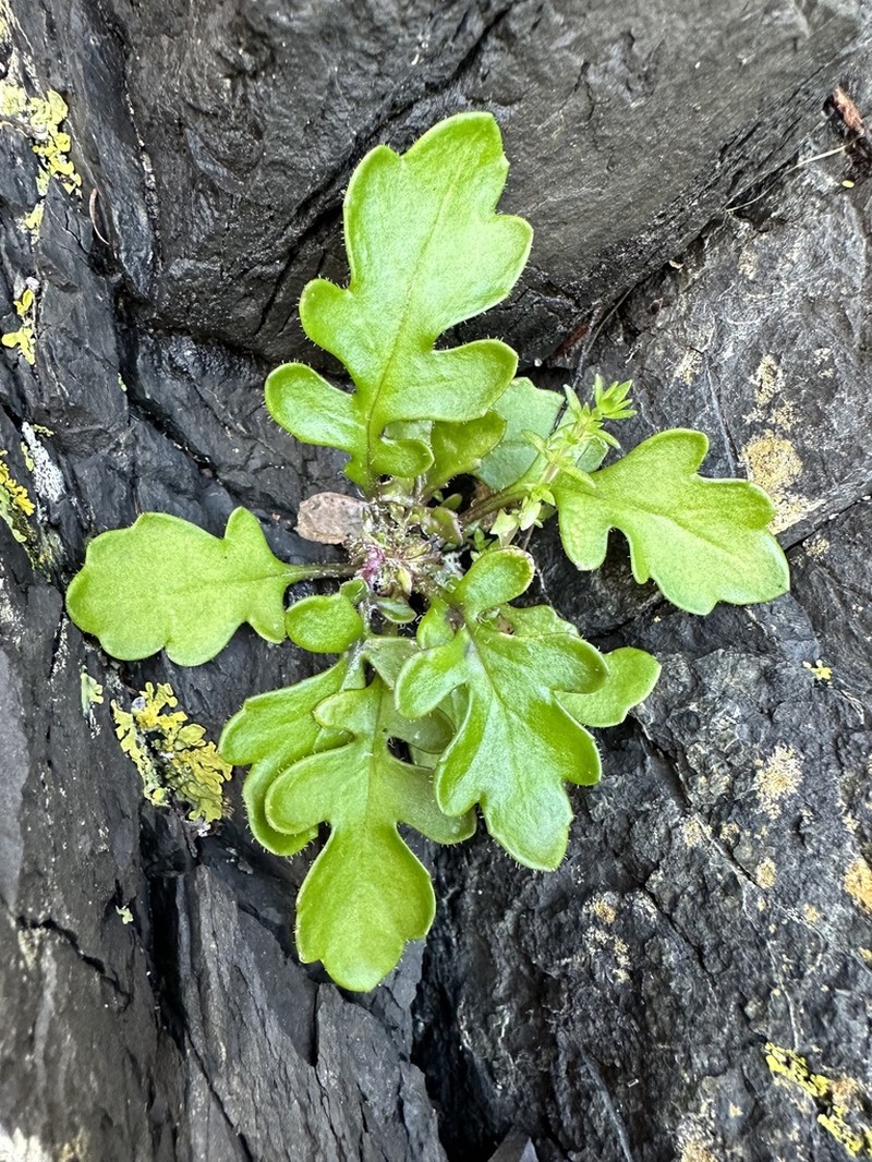 Senecio lautus photo 5