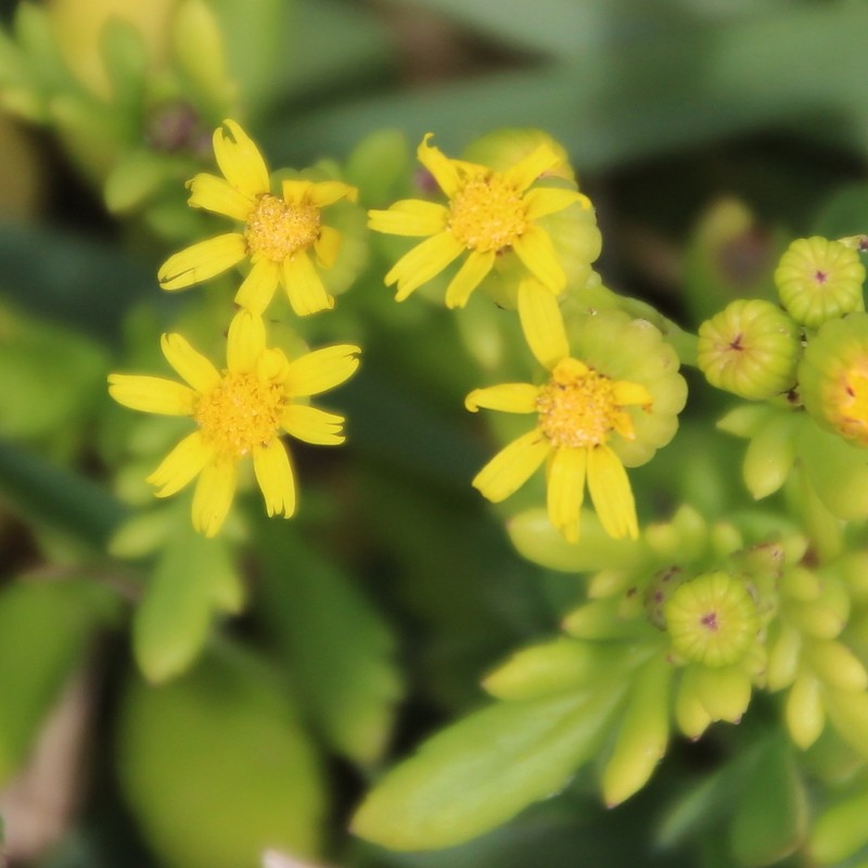 Senecio lautus photo 6