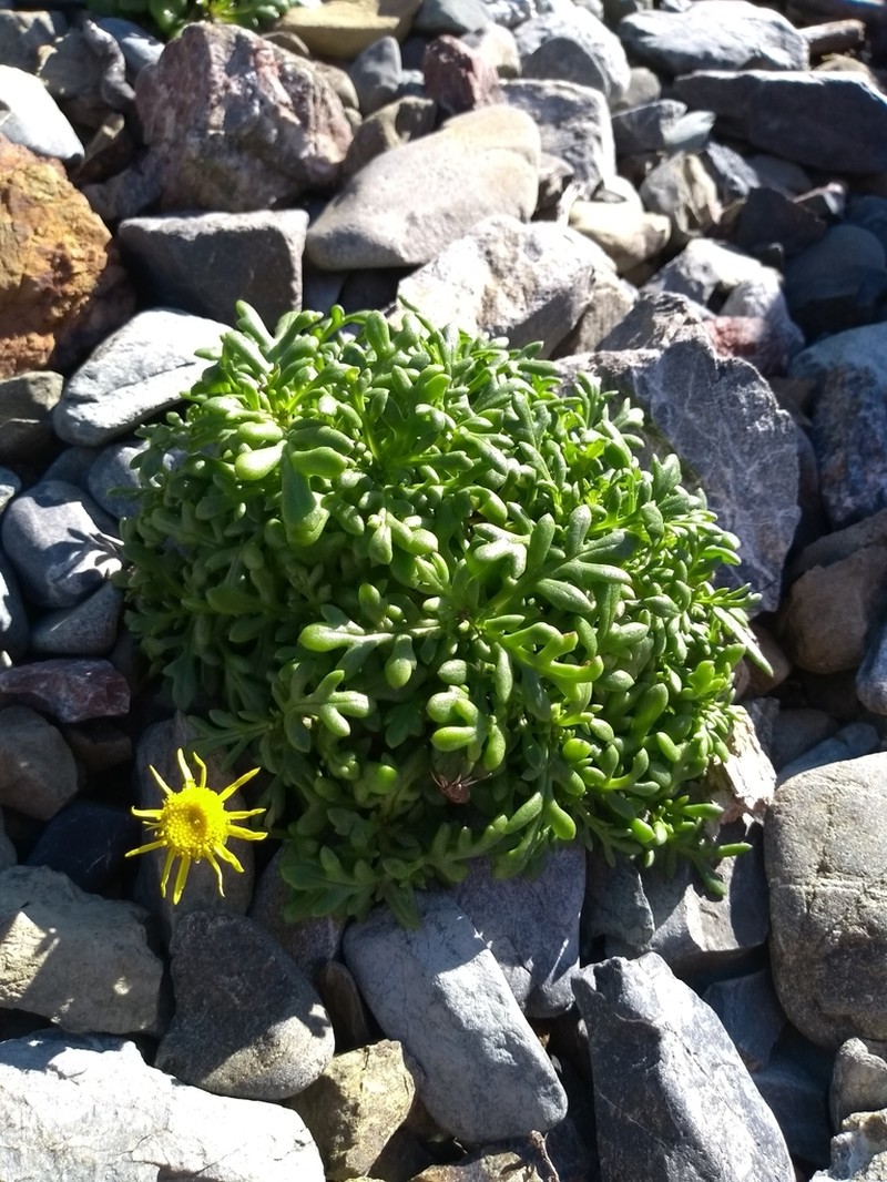 Senecio lautus photo 7