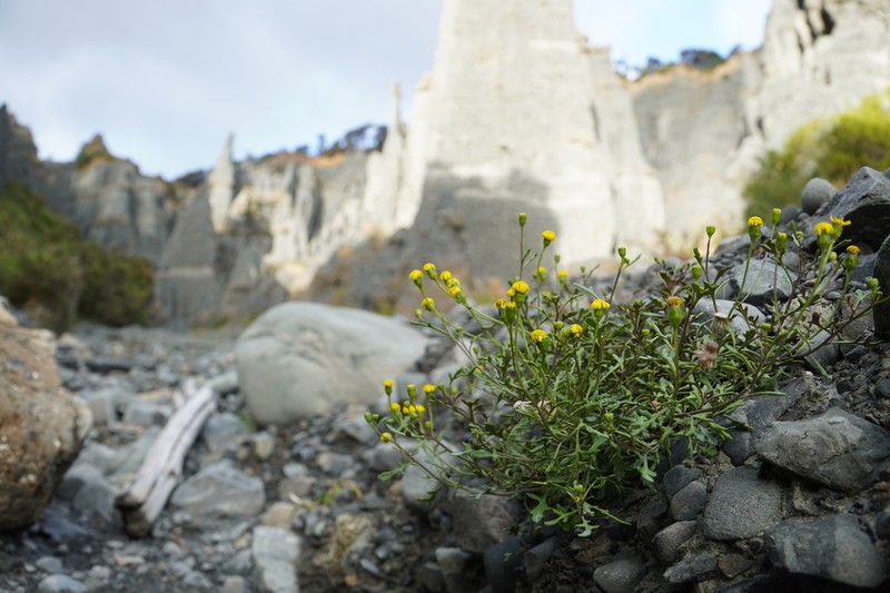 Senecio lautus photo 8