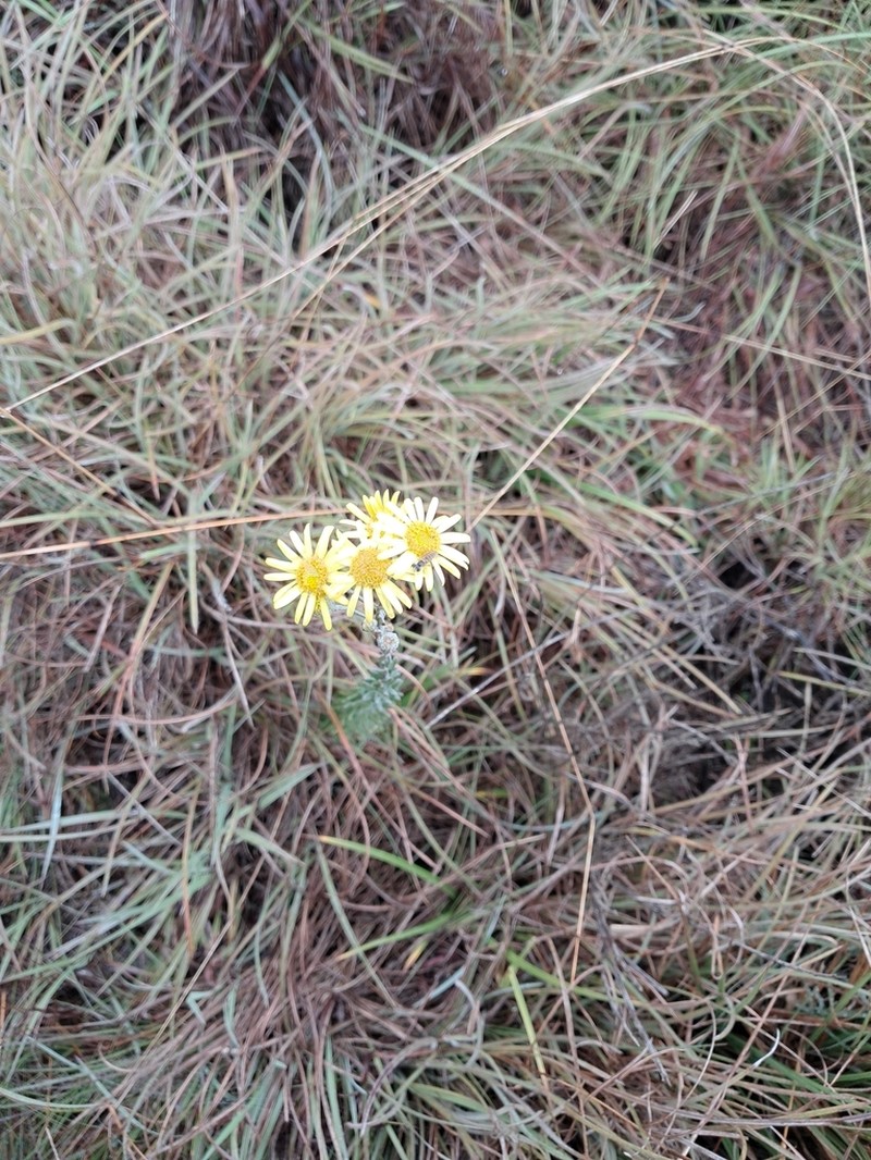 Senecio lavandulifolius