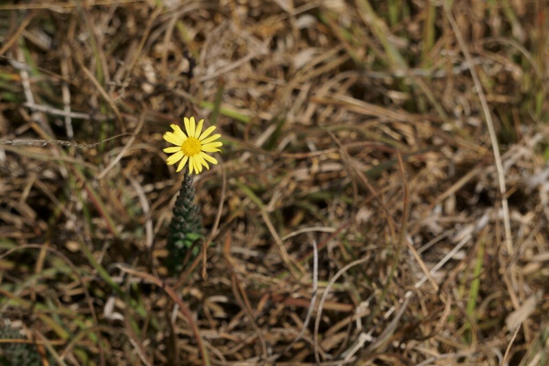 Senecio lavandulifolius photo 2