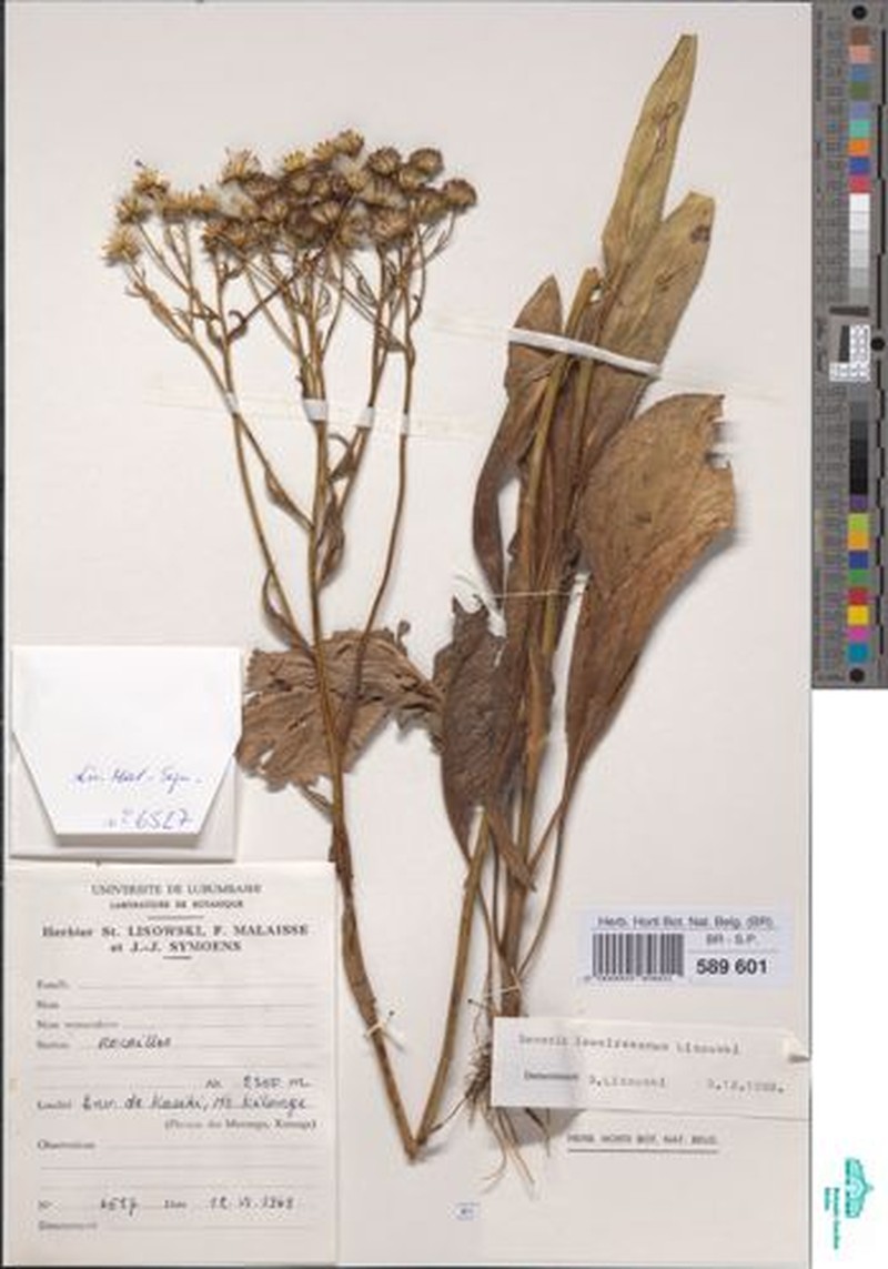 Senecio lawalreeanus