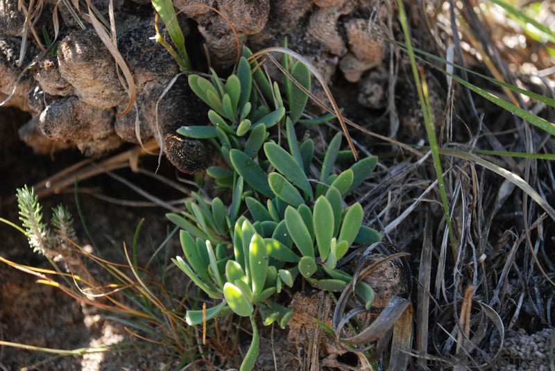Senecio leandrii photo 2