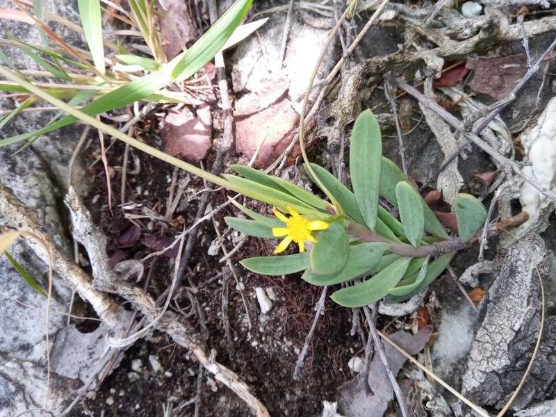 Senecio leandrii photo 3