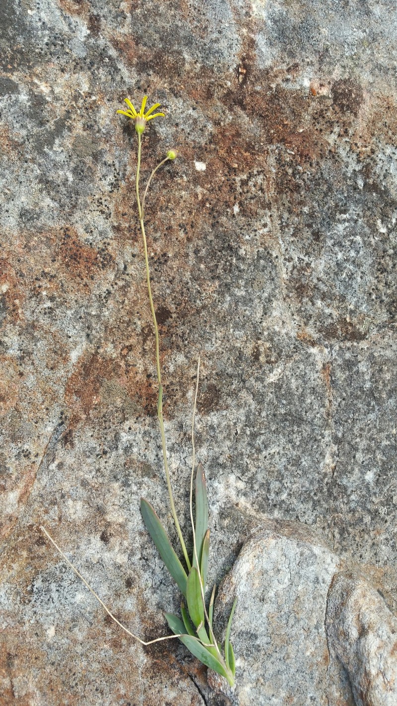 Senecio leandrii photo 4