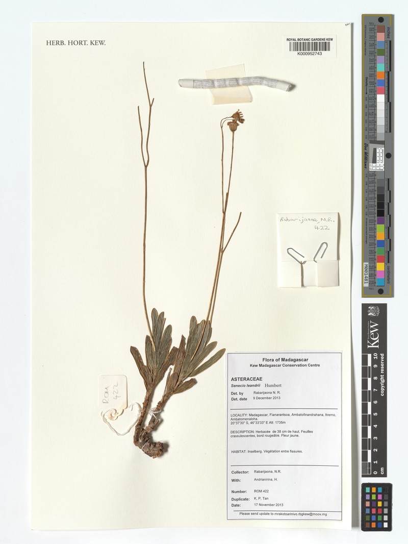Senecio leandrii photo 5