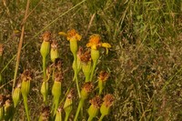 Senecio legionensis
