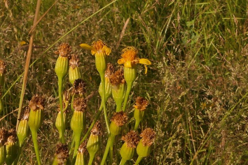 Senecio legionensis