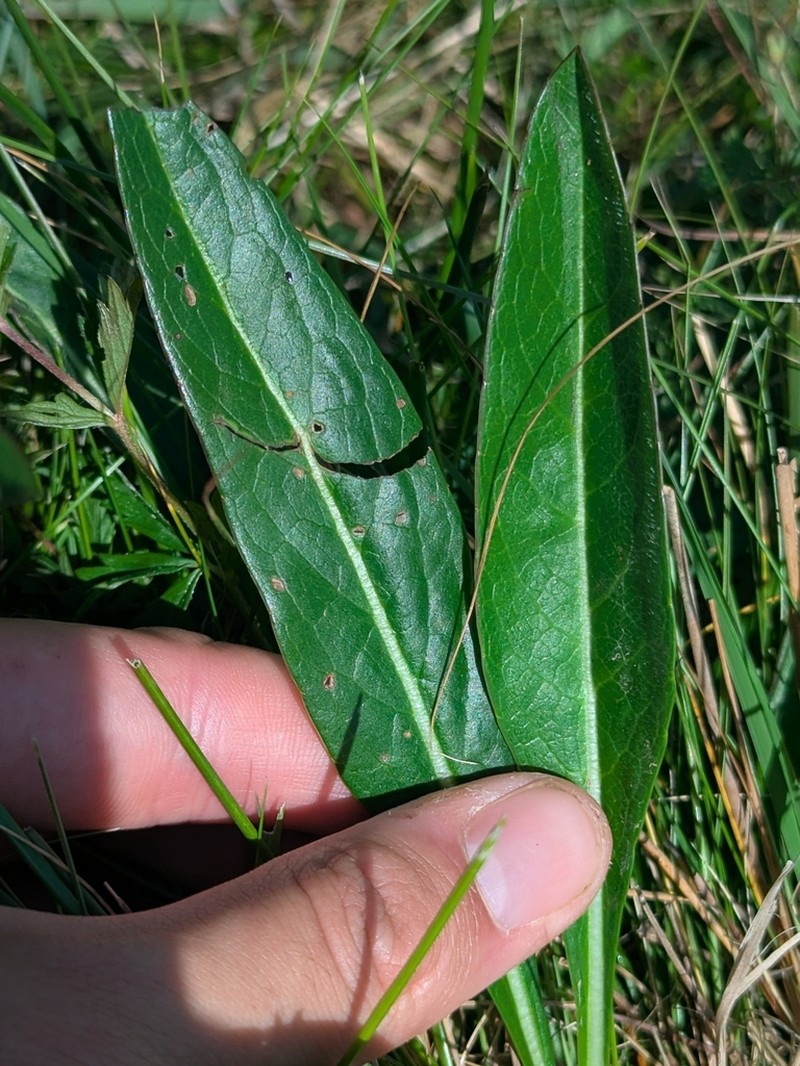 Senecio legionensis photo 2