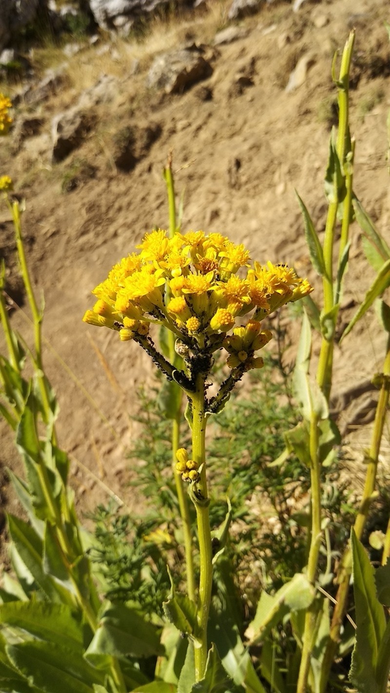 Senecio legionensis photo 3