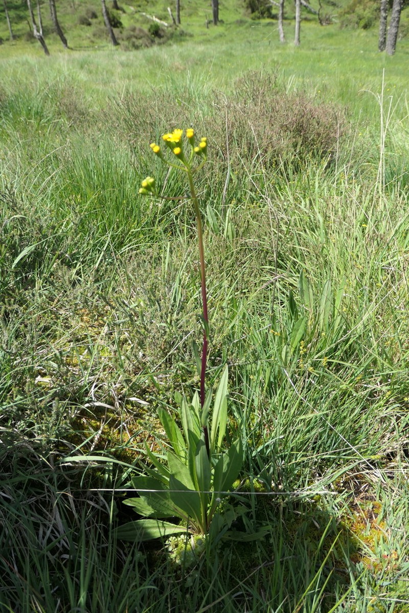 Senecio legionensis photo 4