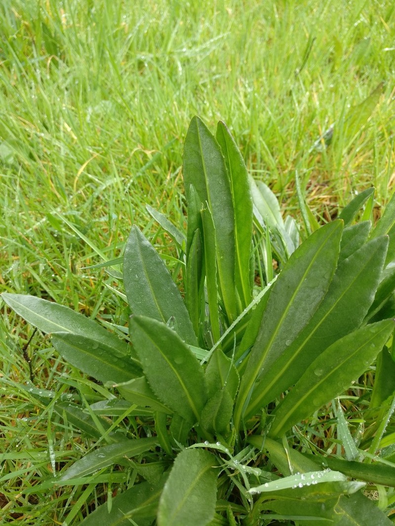 Senecio legionensis photo 5