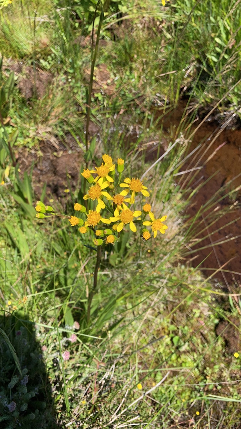 Senecio legionensis photo 6