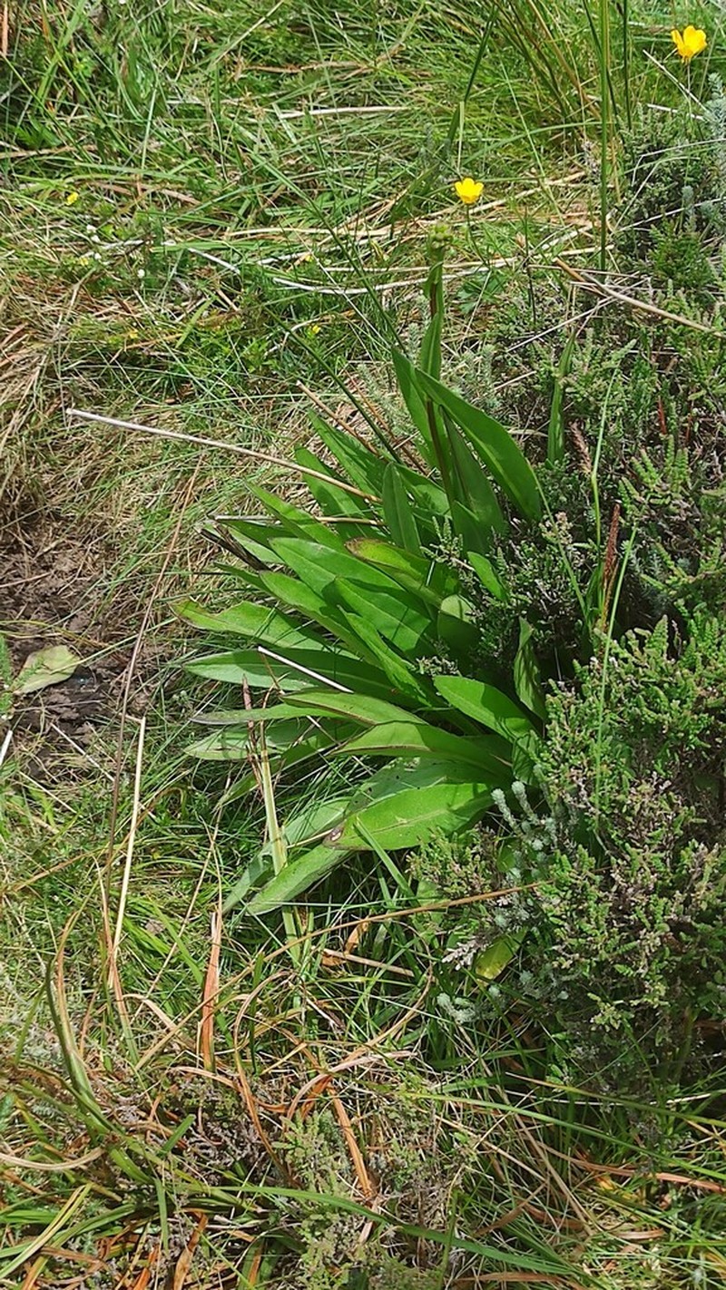 Senecio legionensis photo 7