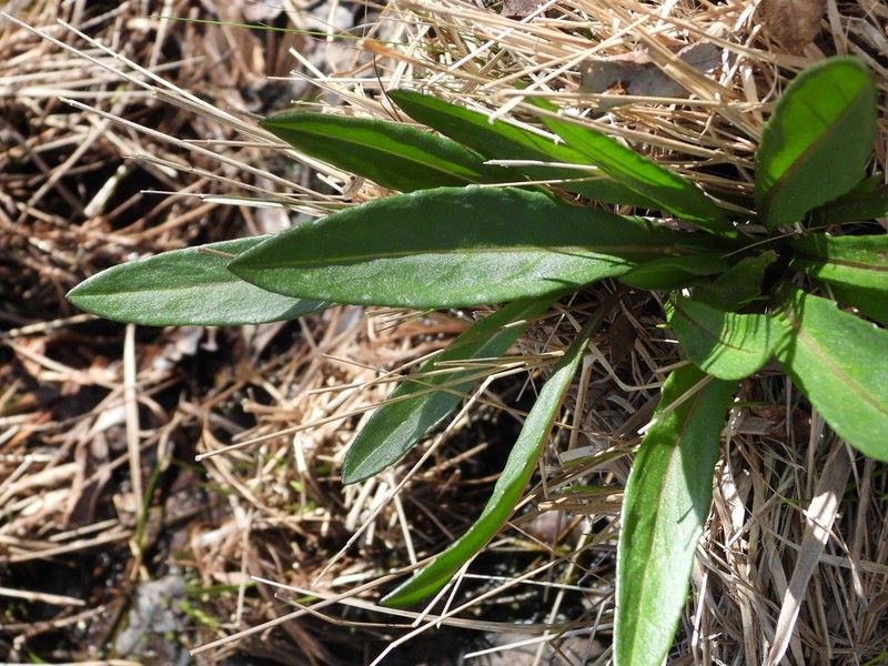 Senecio legionensis photo 8