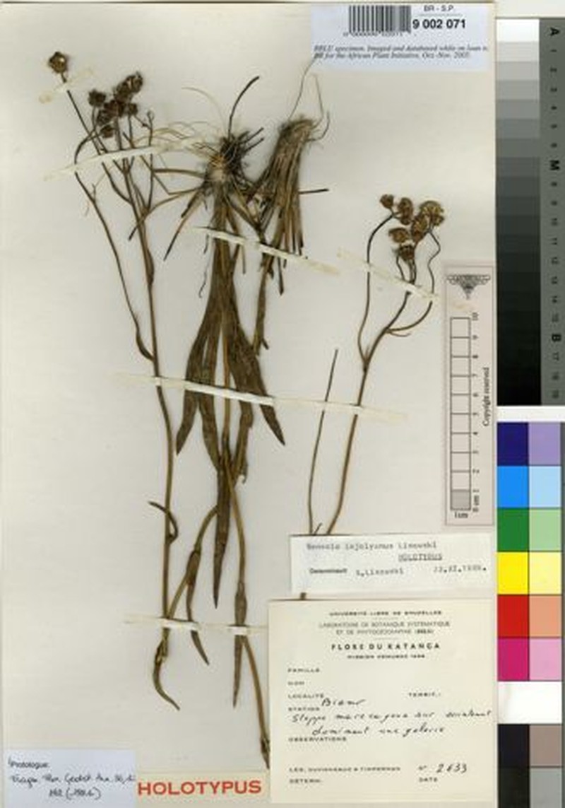 Senecio lejolyanus