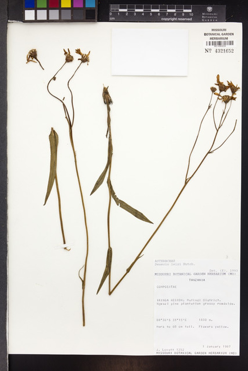 Senecio lelyi
