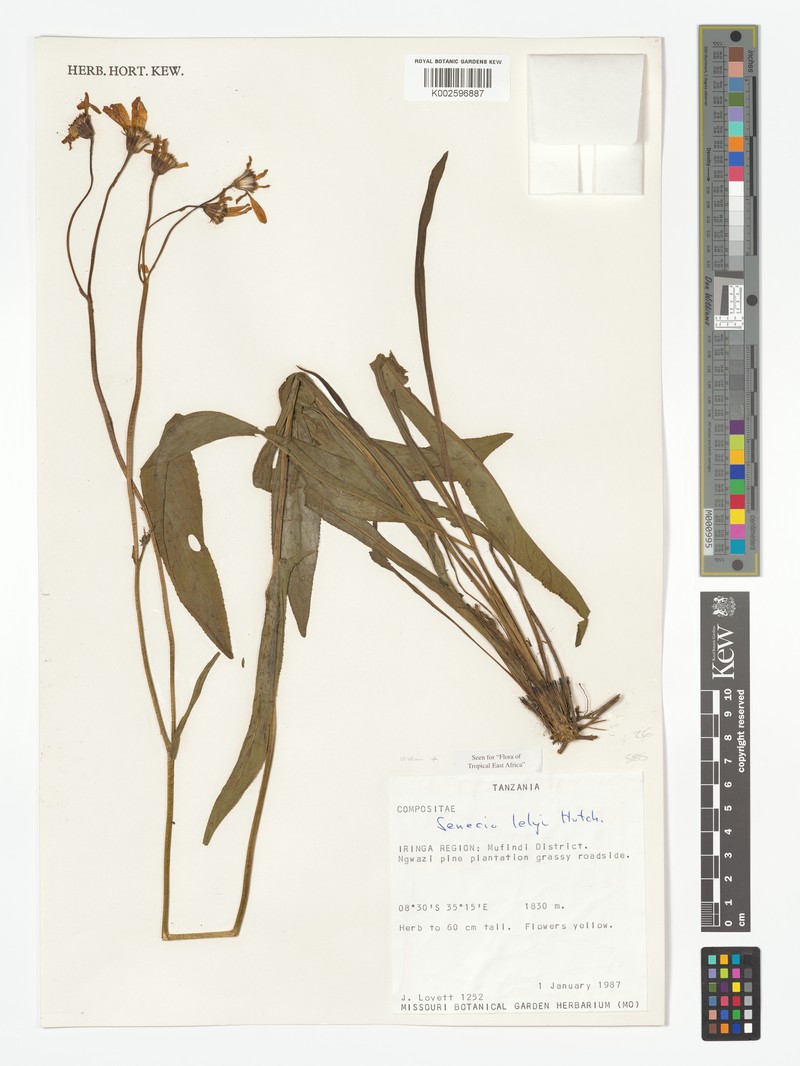 Senecio lelyi photo 2