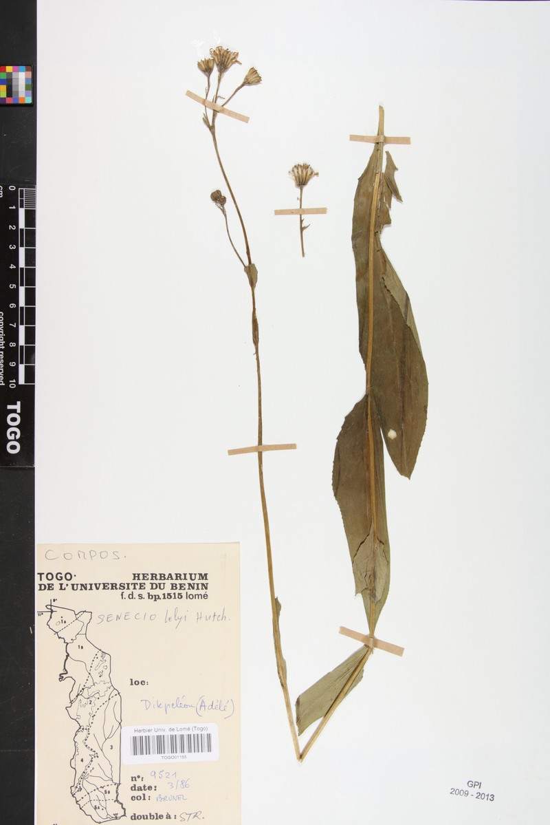 Senecio lelyi photo 3