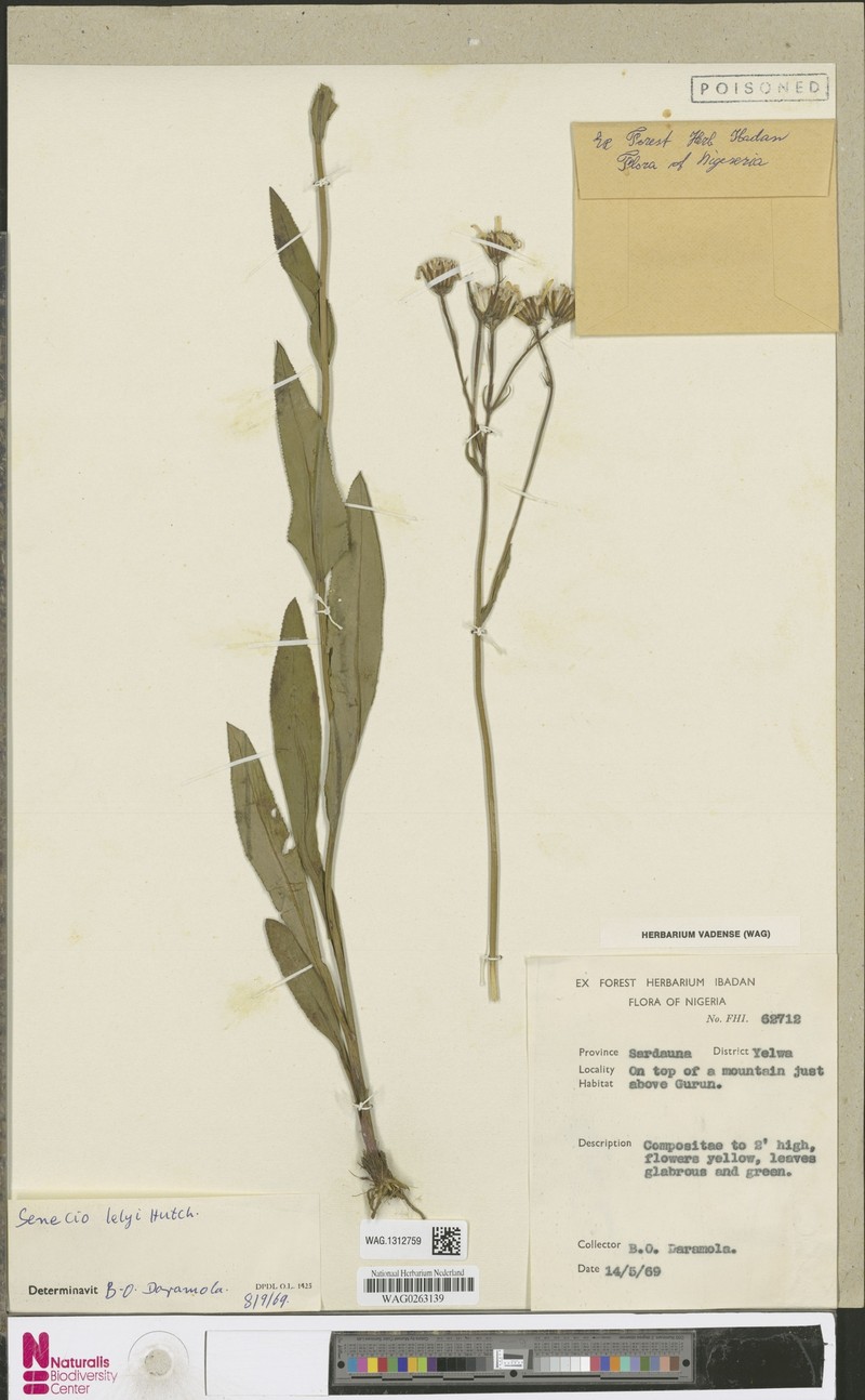 Senecio lelyi photo 7