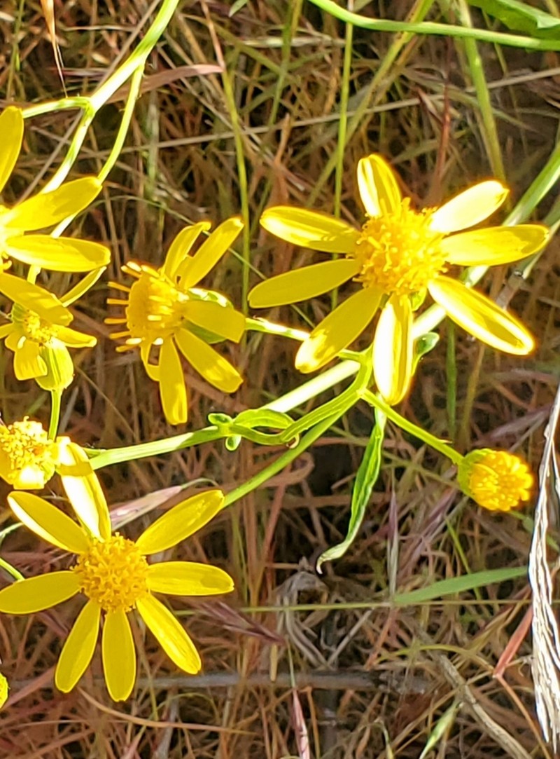 Lemmon's Ragwort