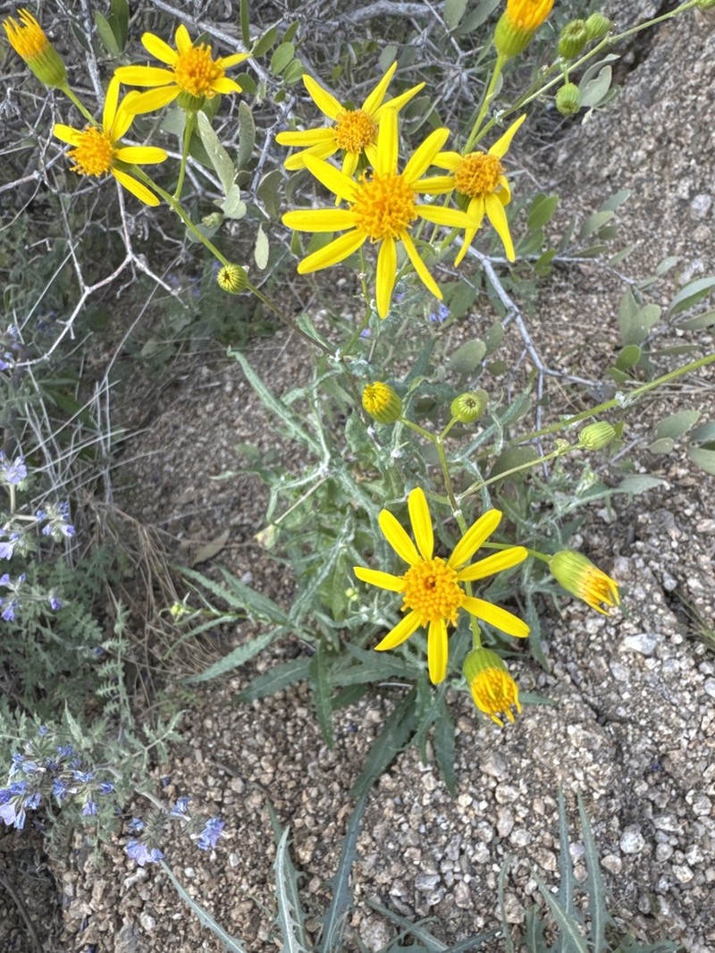Lemmon's Ragwort photo 2