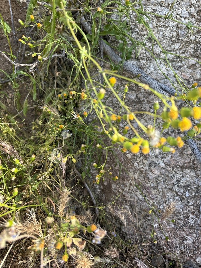 Lemmon's Ragwort photo 3