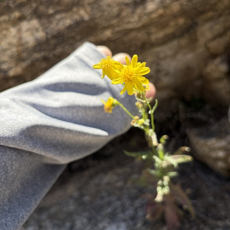 Lemmon's Ragwort photo 4