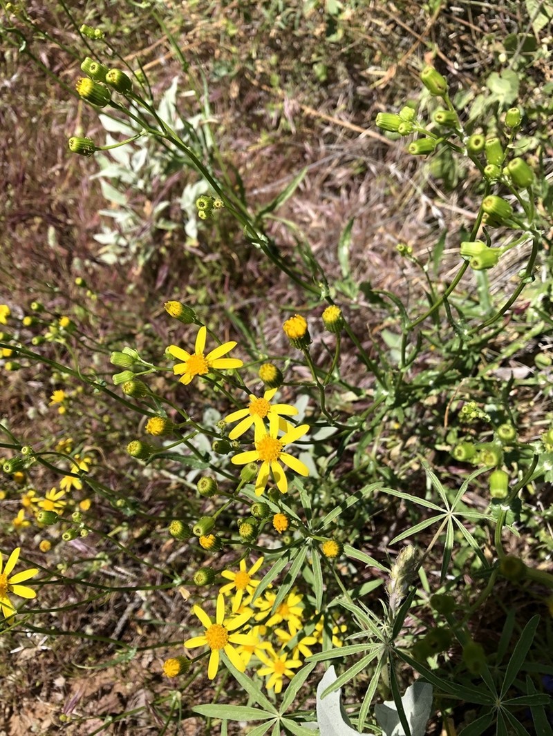 Lemmon's Ragwort photo 5