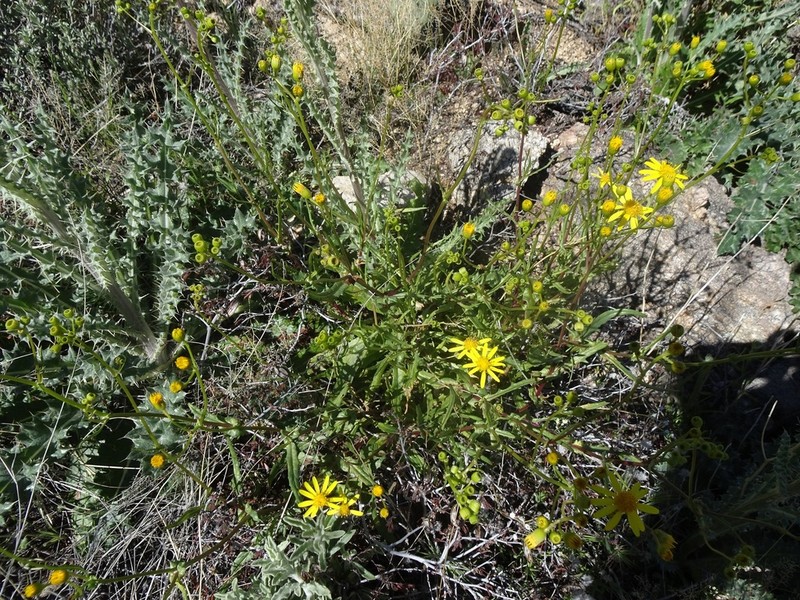 Lemmon's Ragwort photo 6